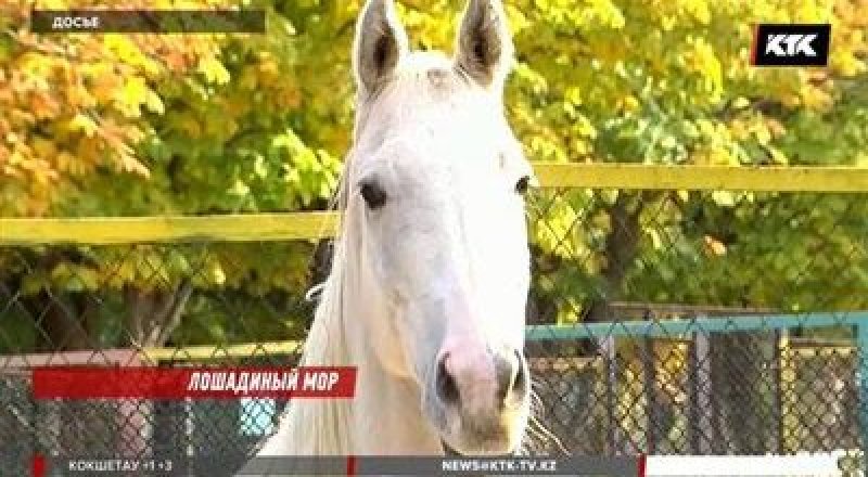 Кадр телеканала КТК