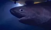 Атаку гигантских акул на подводную лодку сняли на видео