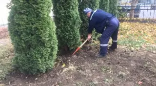 За попытку выкопать туи оштрафовали сотрудников ТОО в Алматы