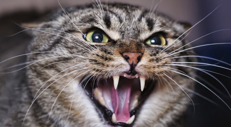 Фото с сайта wagwalking.com