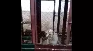 Скотомогильник с собаками поверг в шок волонтеров в Алматинской области