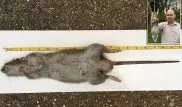 Британец поймал гигантскую полуметровую крысу