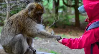 Удивительная дружба индийского малыша и диких обезьян