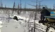Переехавшие медведя на грузовиках в Якутии признали свою вину