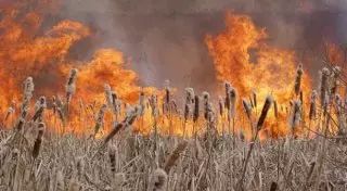 Крупный пожар на побережье Алаколя выжег около 3 тысяч гектаров земли