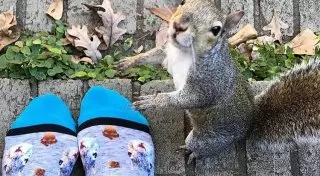 Белка приходит к своим спасителям каждый день на протяжении 8 лет