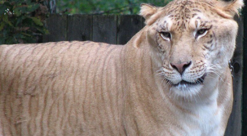 Лигр. Фото commons.wikimedia.org