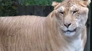 Лигр и тигон: зачем скрещивают кошачьих?