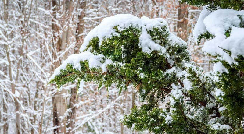 Иллюстративное фото с сайта pixabay.com