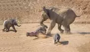 Нападение разъяренного слона на бегемотов попало на видео