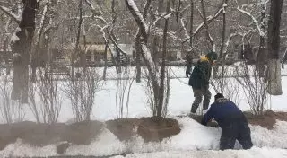 Зимнюю "посадку" деревьев объяснили в акимате Алматы