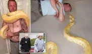 Огромный иероглифовый питон убил своего хозяина-британца