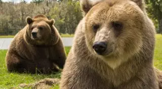 Когда во дворе живут 14 медведей