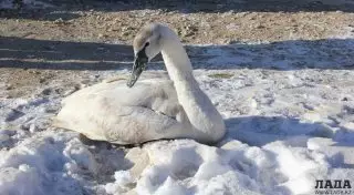 Как в пригороде Актау спасли лебедя