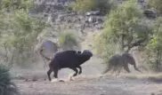 Схватка львов и буйволов за слоненка попала на видео