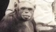 Ученый рассказал о создании гибрида человека и обезьяны