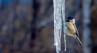 Морозы отступают: синоптики рассказали о погоде в Казахстане