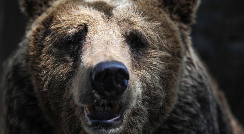 © РИА Новости / Владимир Астапкович