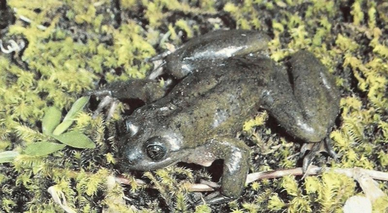 Лягушка Telmatobius yuracare. Фото: commons.wikimedia.org