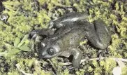 Биологи ищут невесту для вымирающей лягушки с помощью сайта знакомств