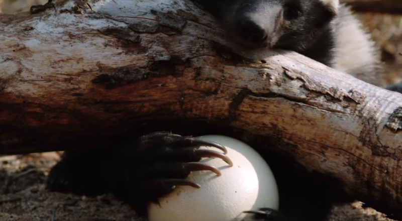 © Smithsonian Channel/YouTube