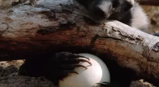 Забавное видео о том, как медоед пытался справиться с яйцом