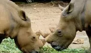 Битва двух носорогов попала на видео