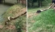 Трое бразильцев вступили в схватку с огромной анакондой