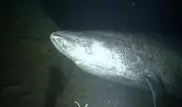 Таинственная акула, которая может жить более 500 лет, попала на камеру