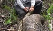 В Сеть выложили снимки питона, проглотившего рекордно большую жертву