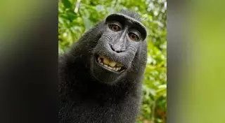 Водонепроницаемый и беспроводной: зоопарки написали отзывы о своих животных