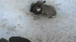 Бездомный кролик воспитал трех щенков погибшей собаки