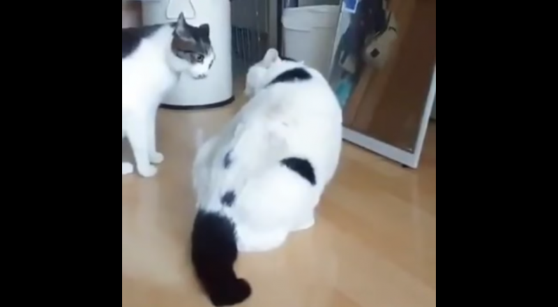 Кадр из видео