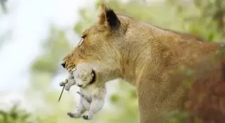 Редкие кадры львенка-альбиноса в дикой природе засняли в ЮАР