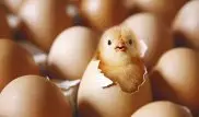 Биологи из Канады решили "загадку" курицы и яйца