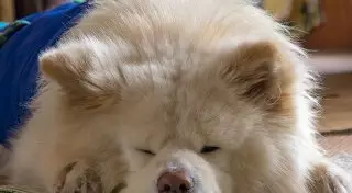 Пса с необычной мордой назначили начальником железнодорожной станции в Японии