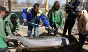 Самца белуги весом в центнер выловили в Атырау для разведения