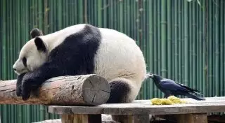 Смелый вороненок отщипнул у панды кусок меха для гнезда