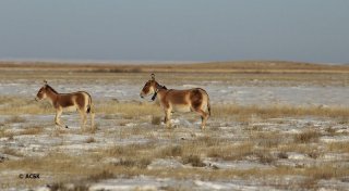 Фото с сайта alau.kz/АСБК