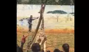 Жираф нелепо и трагически погиб в зоопарке
