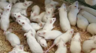 Ученые пересадили мышам человеческий мозг