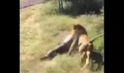 Нападение льва на владельца сафари-парка сняли на видео
