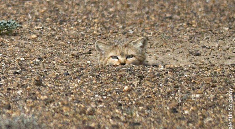 Фото: Валентин Солдатов