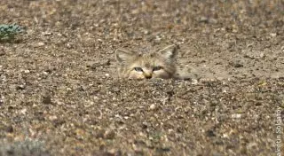 Редкого барханного кота засняли в Кызылкуме
