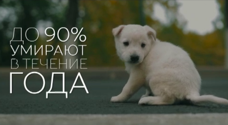 Кадр из видео