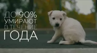 "Возьми меня домой". Трогательный ролик о бездомных животных записали в Астане