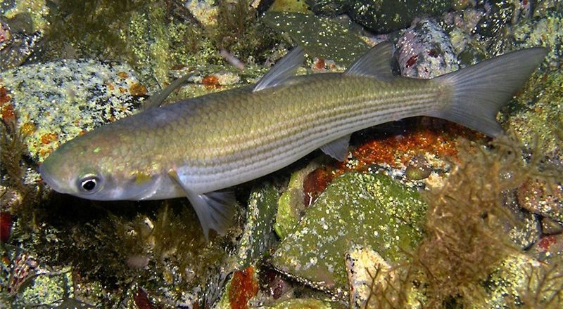 Иллюстративное фото: ветеринария.рф