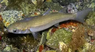 Деликатесную рыбу планируют исключить из Красной книги Казахстана