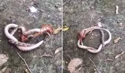 Схватка змеи с гигантской многоножкой попала на камеру