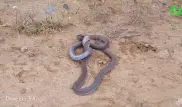 Схватка плюющихся ядом кобр попала на видео